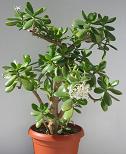 feng shui ruchesse