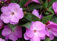 Impatiens