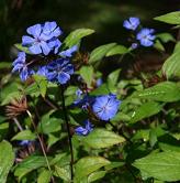 Le plumbago