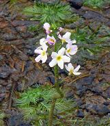 Violette d'eau